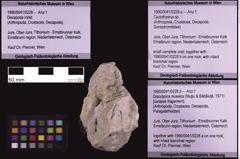 Foto (Objekt + Etiketten) von Decapoda indent. (NHMW-GEO-1990-0041-0228c)